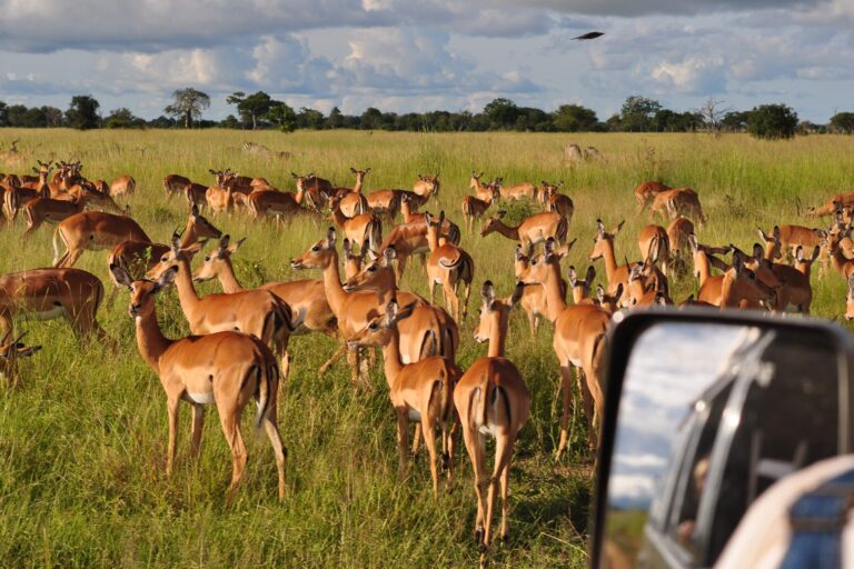 Mikumi safari scenery from the gallery