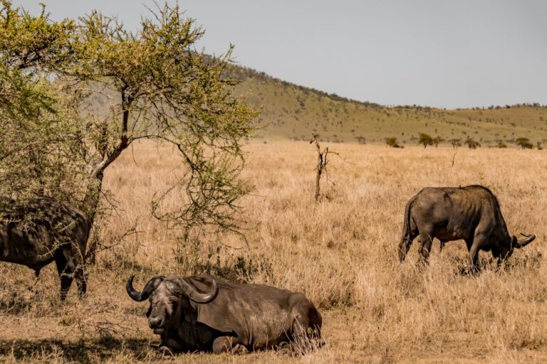 Wildlife viewing in Mikumi National Park
