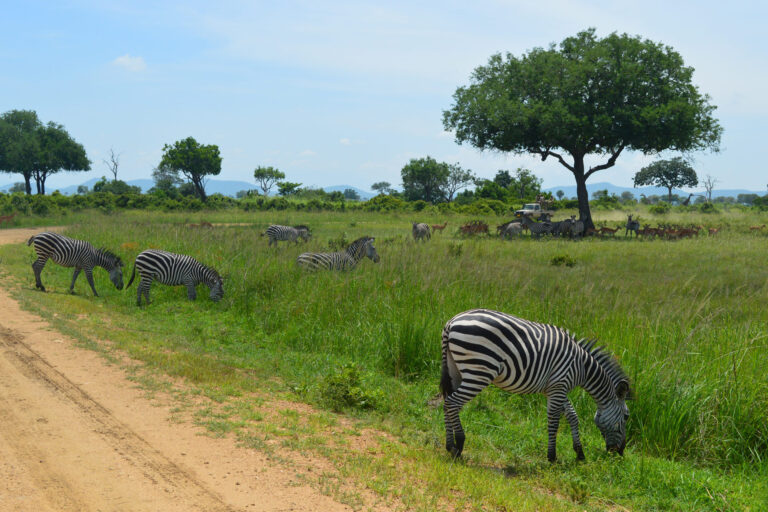A fly-in day safari from Zanzibar