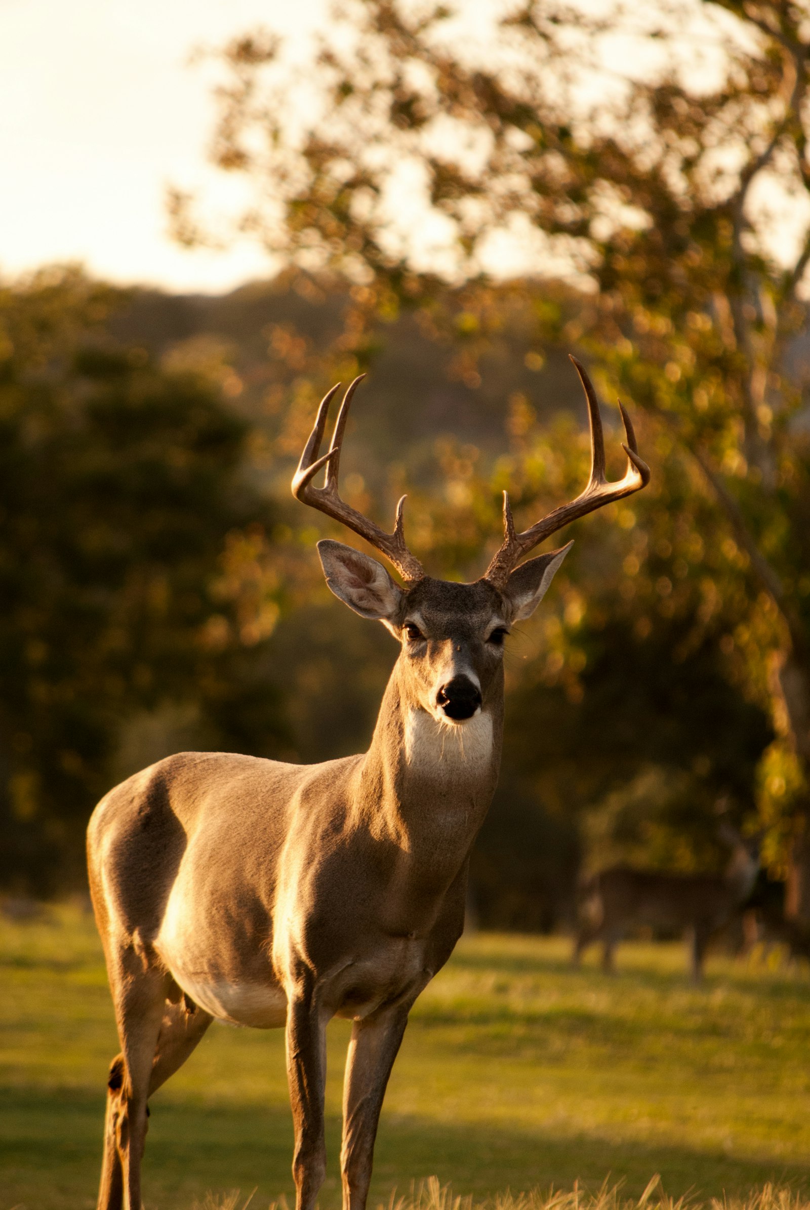 Mikumi Day Trip Safari from Zanzibar in Mikumi, Zanzibar