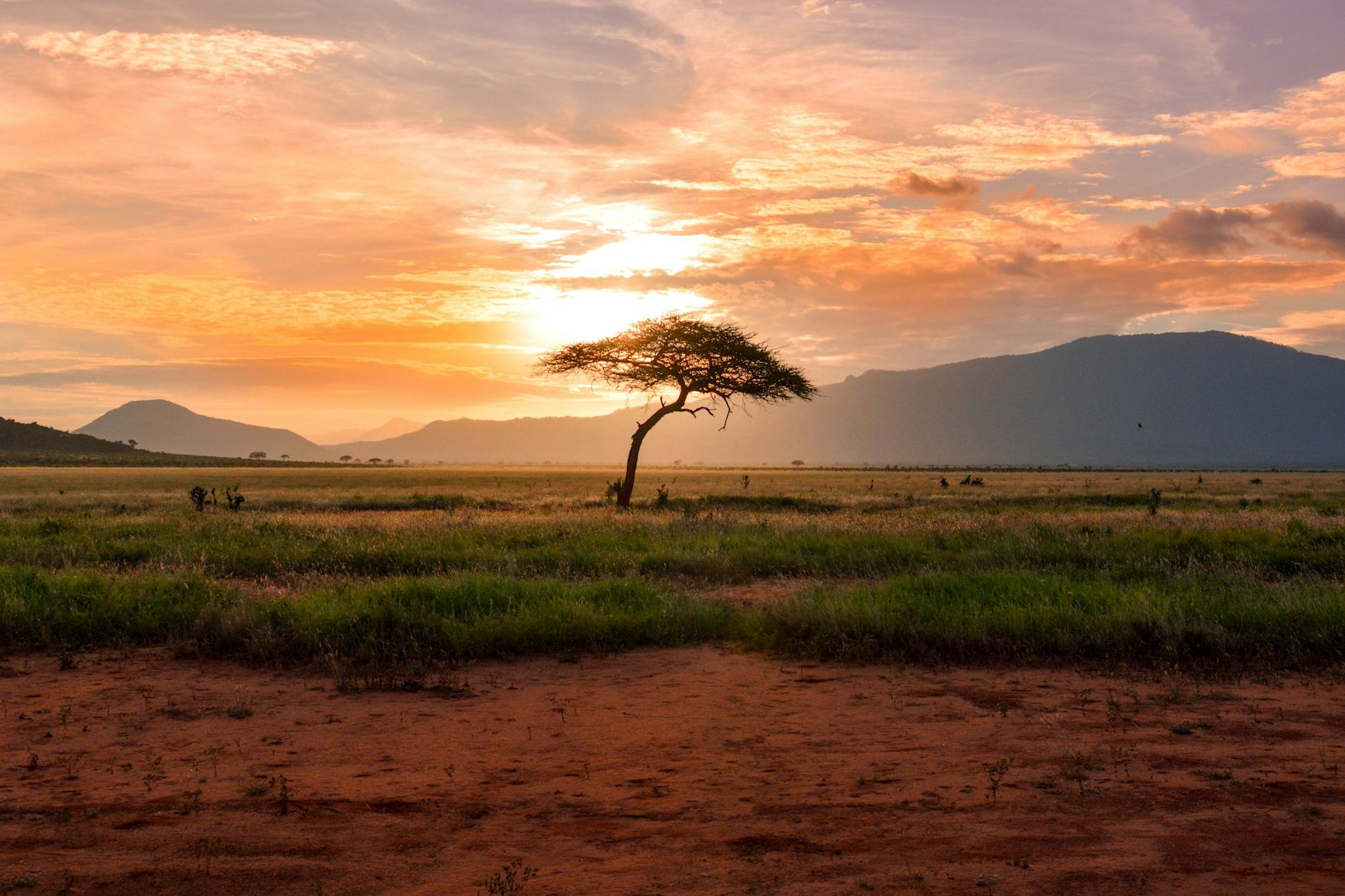 Acacia tree at sunrise on a Tanzania safari, Ngorongoro and the Serengeti