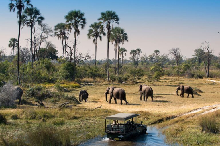 Nyerere wilderness safari scenes