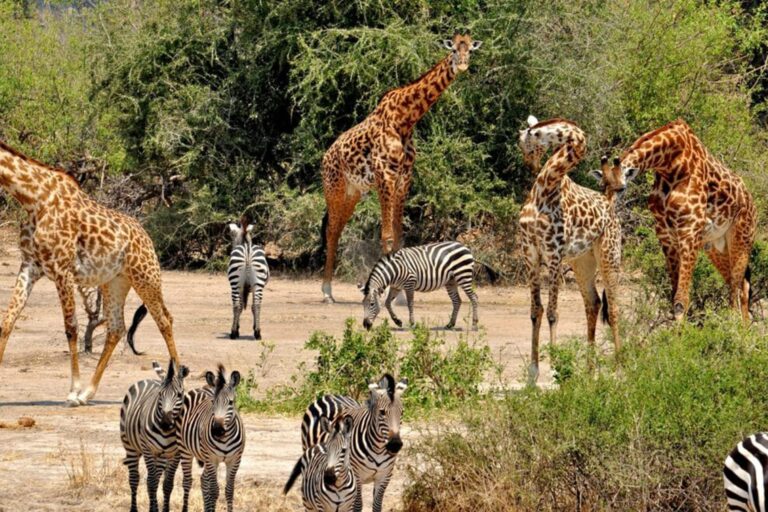 Wildlife viewing in Selous