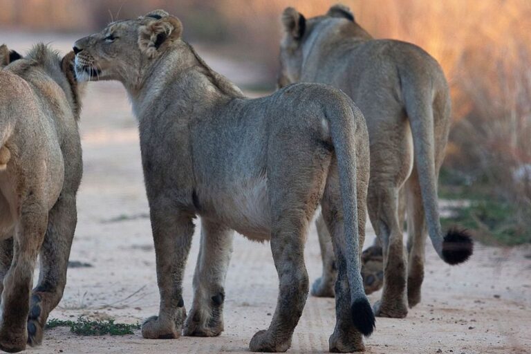 Wildlife country from Zanzibar