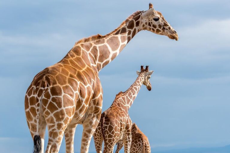 The Selous gallery experience