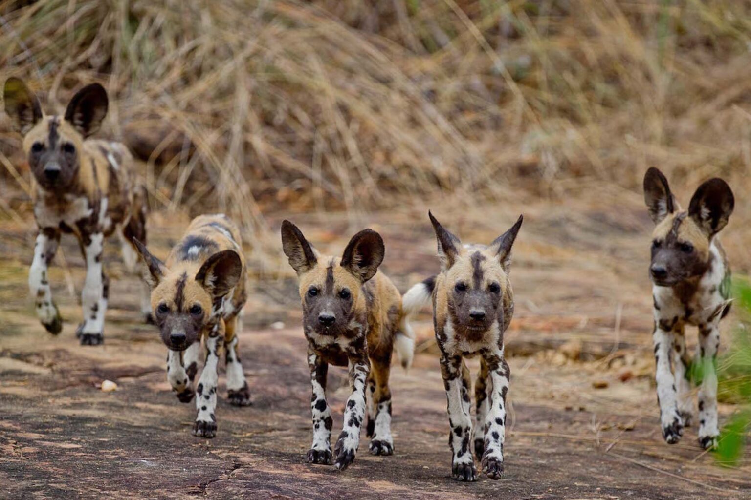 Safari moments from the Selous gallery