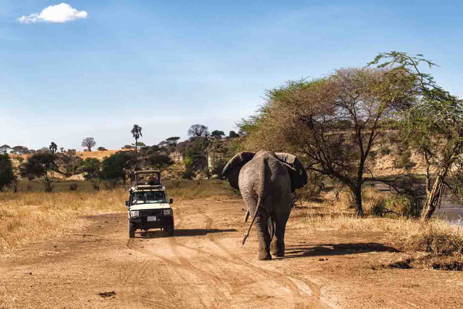 Nyerere National Park wildlife country