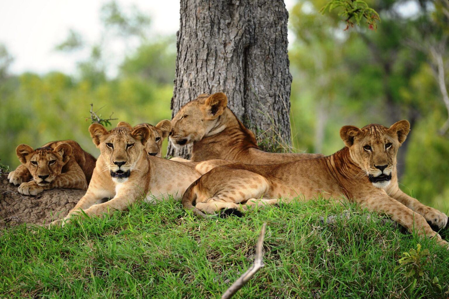 The final moments of a Selous day trip