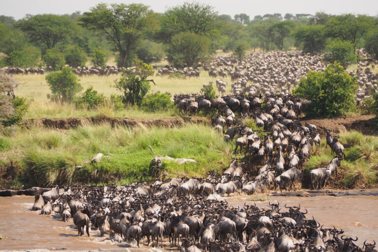 Serengeti safari landscapes