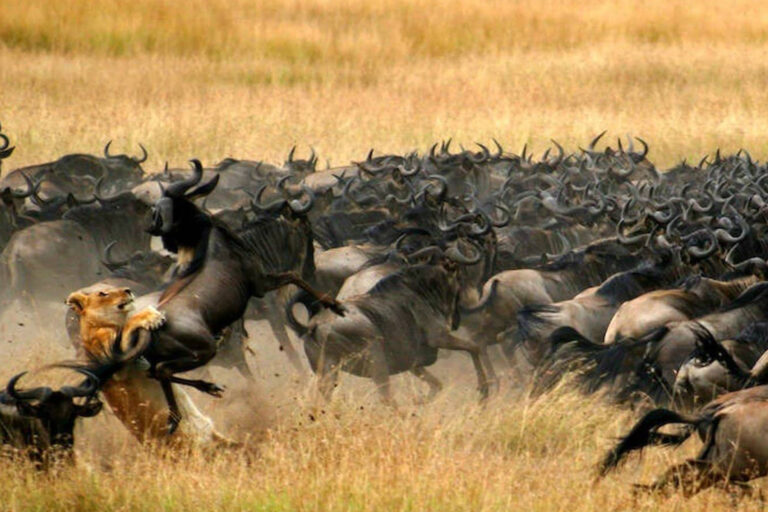 Wildlife on the Serengeti plains