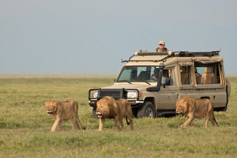 A fly-in safari from Zanzibar