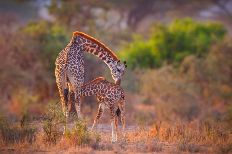 Game-drive moments in the Serengeti