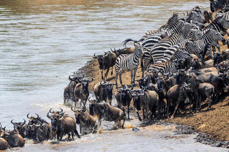 Northern Tanzania wildlife country