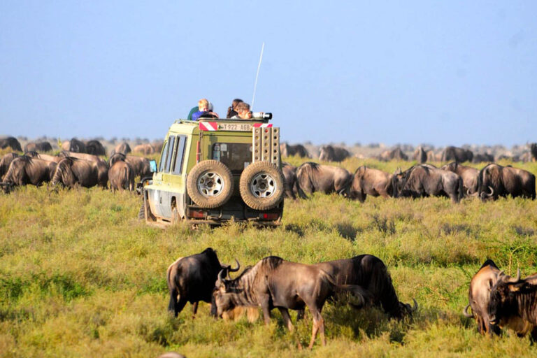 Serengeti adventure in the wild