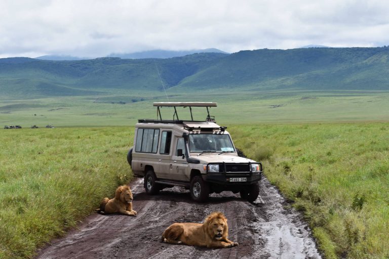Safari moments on the plains