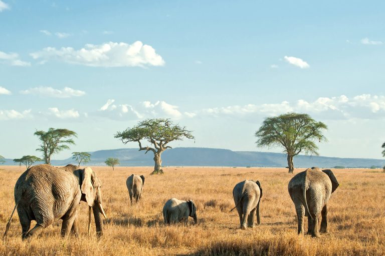Northern Tanzania safari scenery