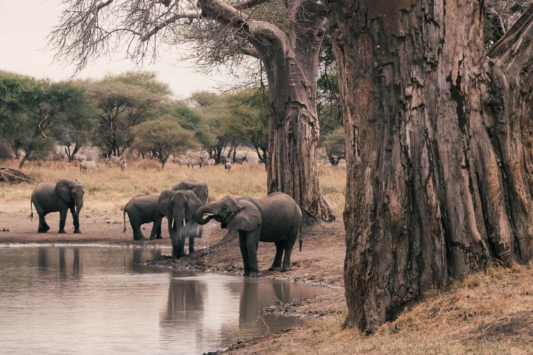 Wildlife country between Tarangire and Ngorongoro