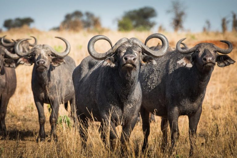 Tarangire National Park landscapes