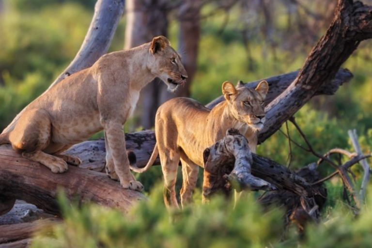 Baobabs and game drives in Tarangire