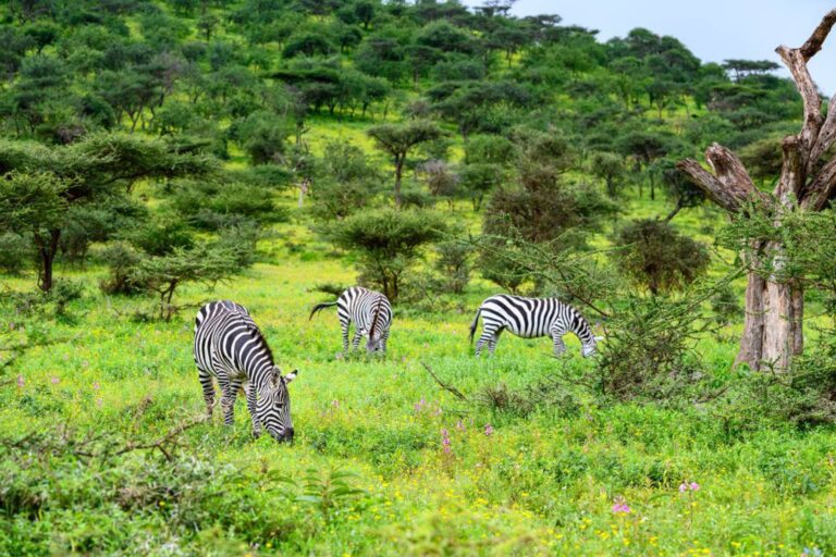 Ngorongoro Crater safari landscapes