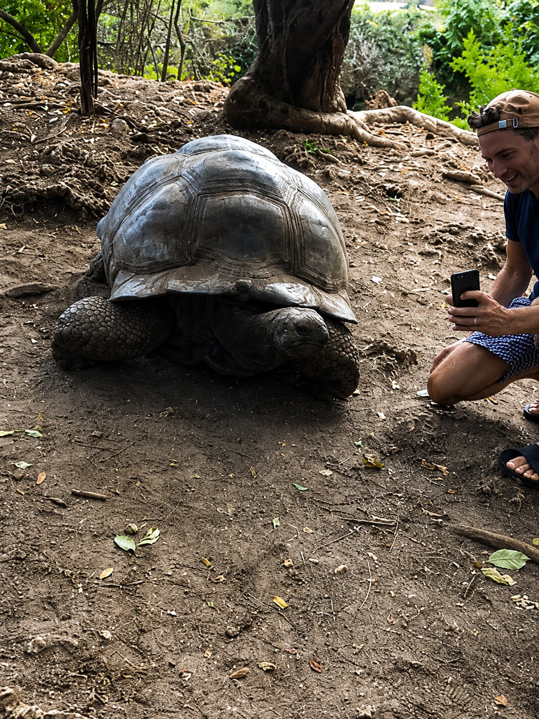 Giant tortoise encounter on Prison Island