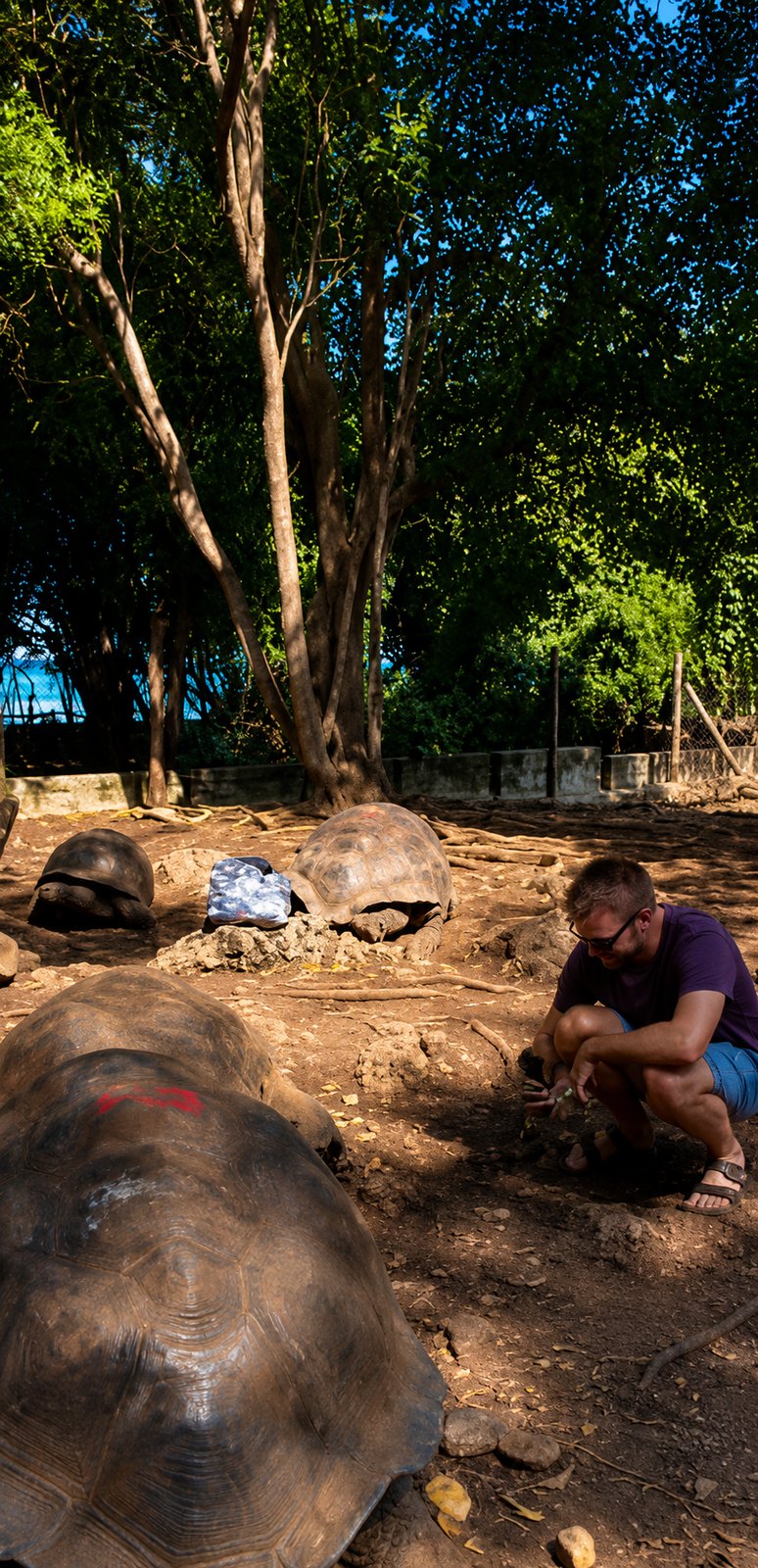 Tortoises in their island habitat