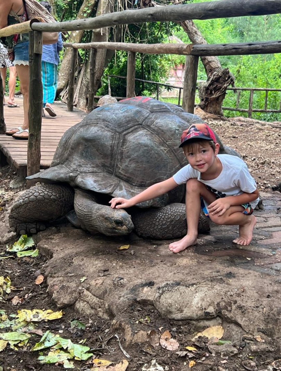 Aldabra tortoise on Prison Island