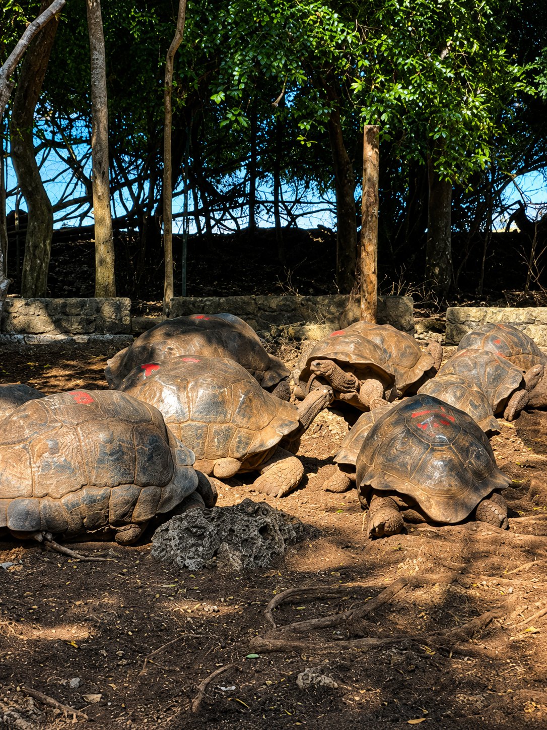 Aldabra tortoises beneath the trees