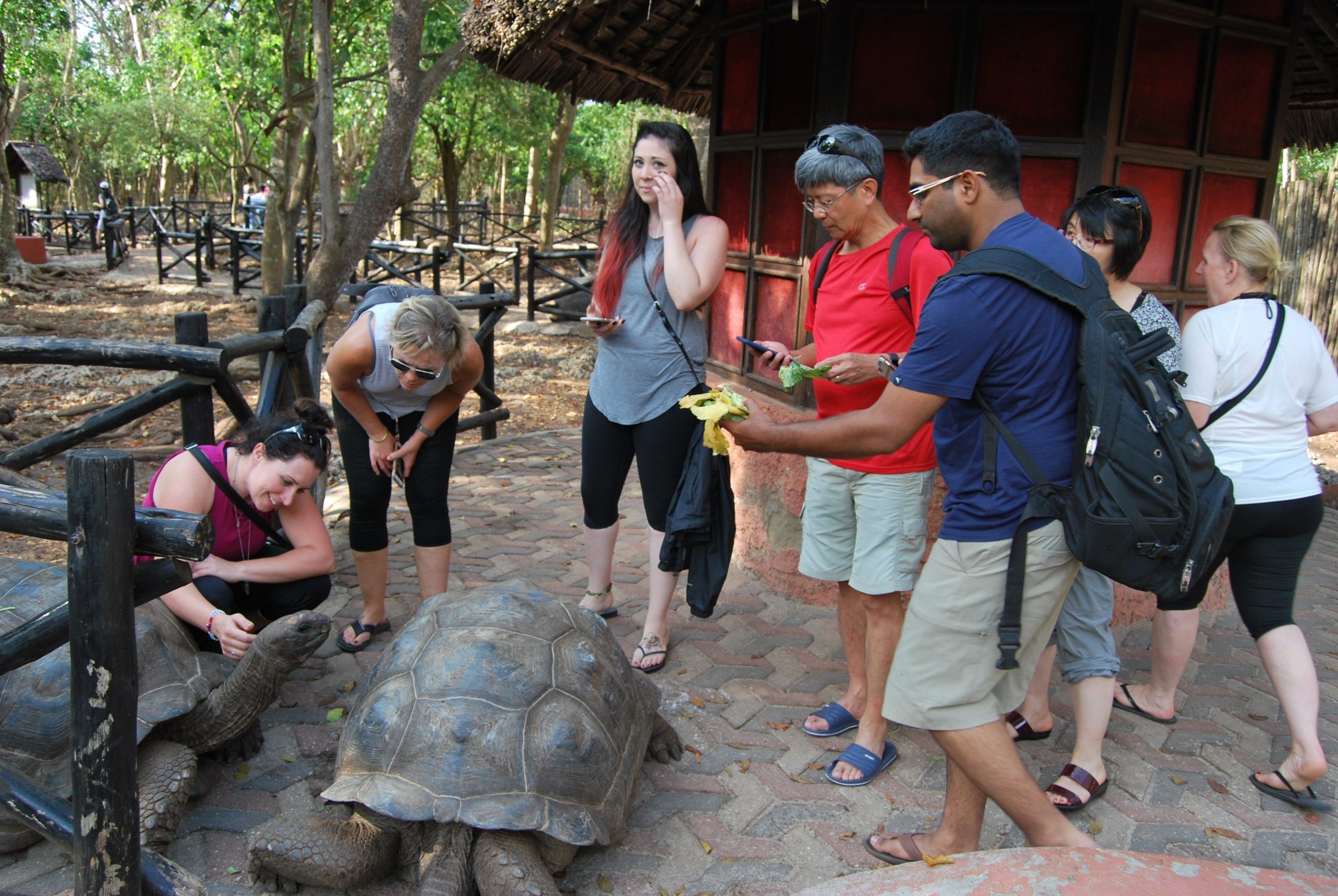 Prison Island and the Aldabra tortoises