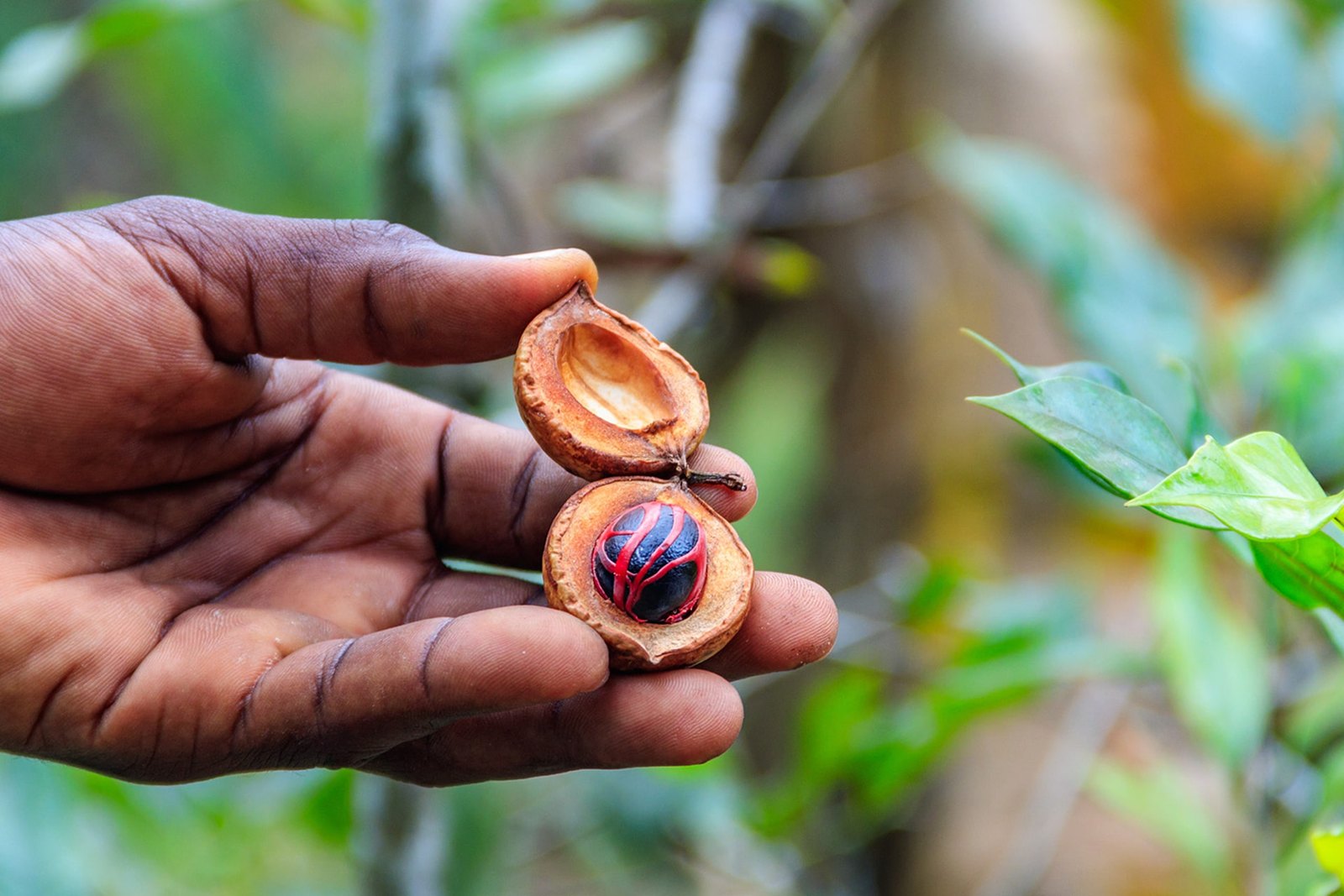 Nutmeg discovered on the spice farm